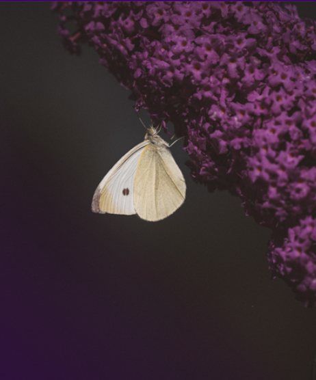 Mariposa sobre buddleia — símbolo de metamorfosis